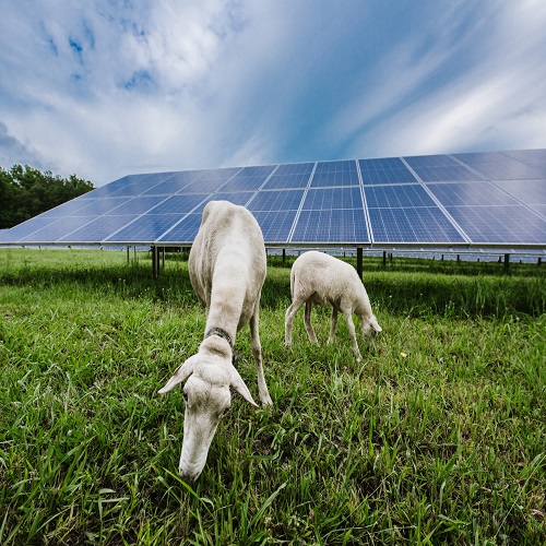 startup pv pertanian australia bertujuan untuk mencapai 1 gw tenaga surya