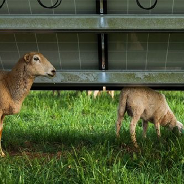 Panel surya peningkatan rumput untuk domba dan sapi oleh 90%